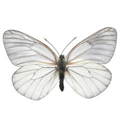 White butterfly