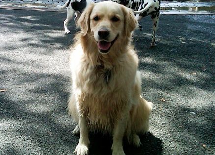 Millie at the dog run