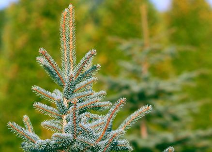 A tree at a Christmas tree farm