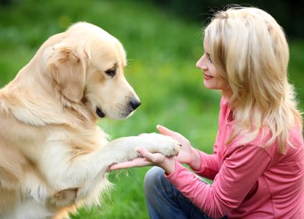 A photo of a golder retriever and a young woman