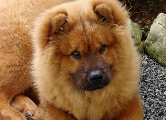 Adorable chow-chow puppy