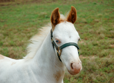 White paint colt