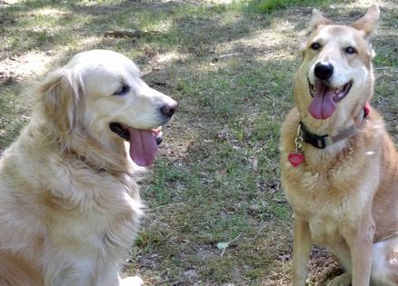 Two dog BFFs, Winky and Millie, in the woods together