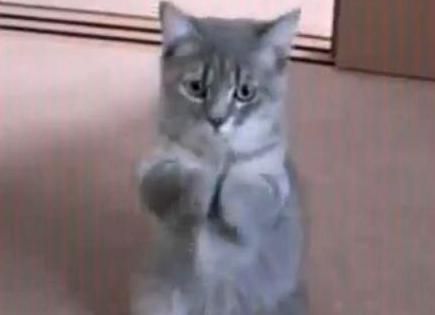 A kitten with paws posed in prayer