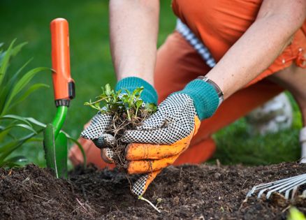 A closeup shot of a woman's gloved hands doing some gardening