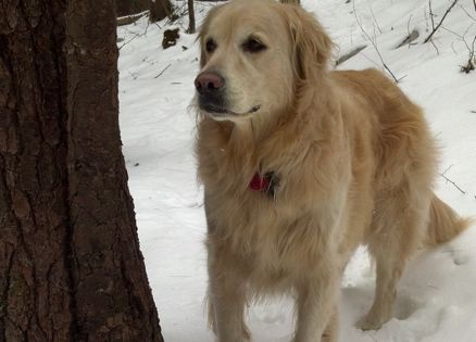 Guideposts Editor-in-Chief Edward Grinnan's dog, Millie