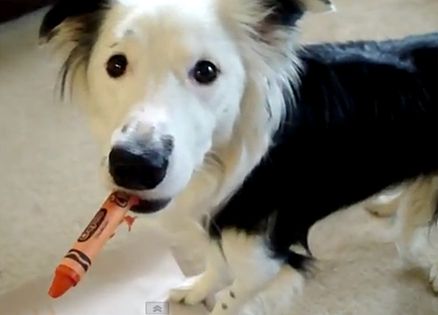 Paige the border collie