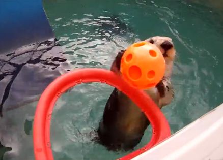 Eddie the sea otter goes for a slam dunk.