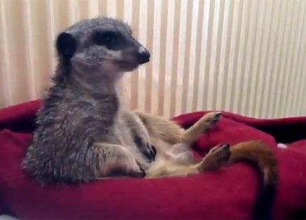 Soori the sleepy meerkat