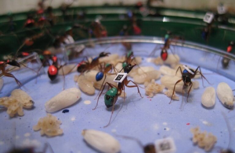 Tagged ants photo by Alessandro Crespi via Nature.com