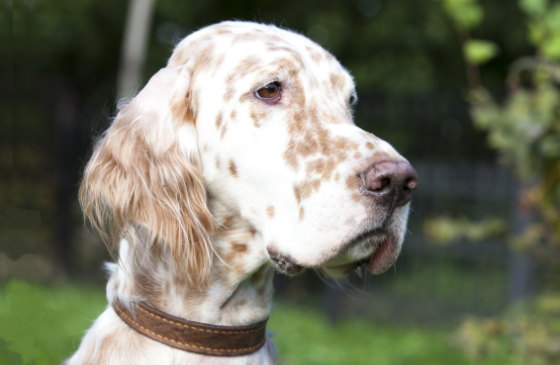 an English Setter