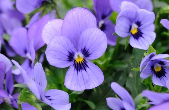 A field of pansies