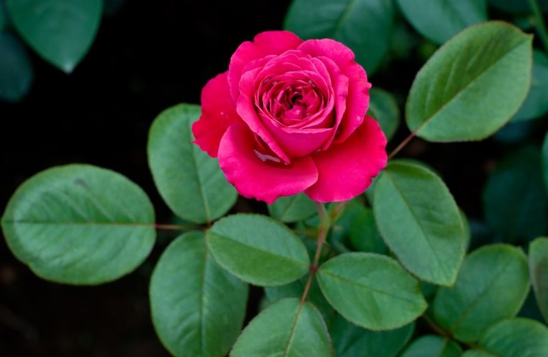 A red rose rests on a closed Bible.