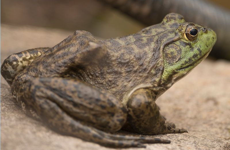 A bullfrog