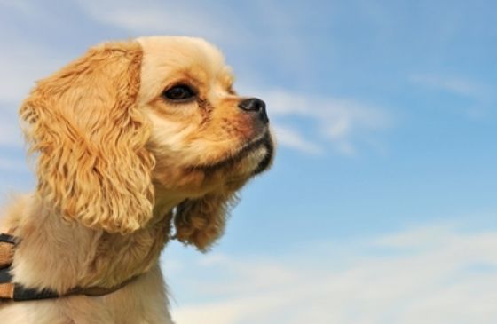 cocker spaniel against blue sky