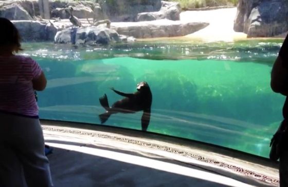 Sea lion at the National Zoo in Washington DC