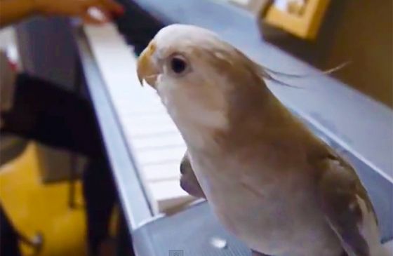 The singing cockatiel, perched on a keyboard