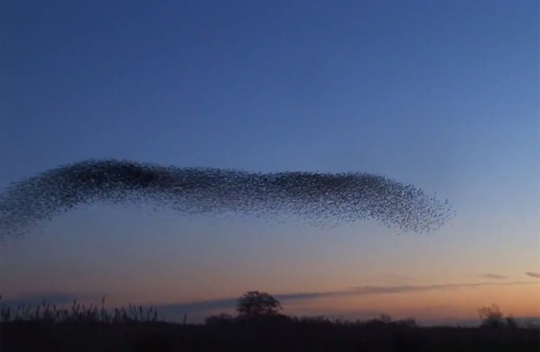 Starling murmurations