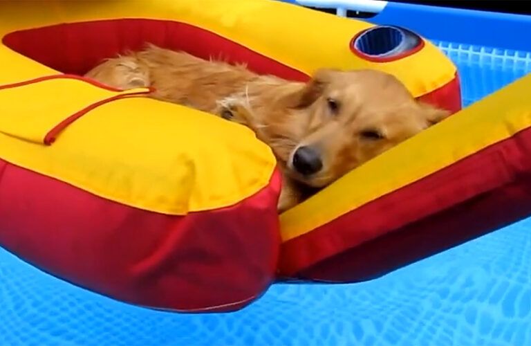 A golden retriever lounges on an inflatable raft in a pool.