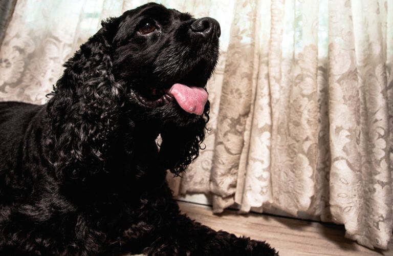 A black cocker spaniel reclines with scraps of torn newspaper at its feet.