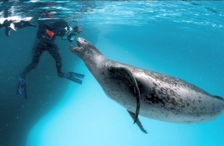 Phil Nicklin and the mothering leopard seal