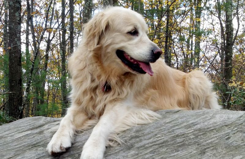 Guideposts Editor-in-Chief Edward Grinnan's dog Millie