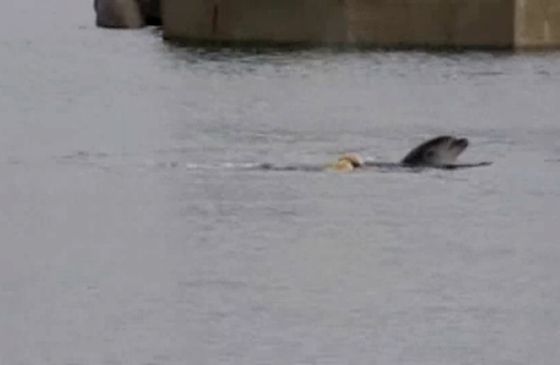 A Labrador and dophin swimming together in the harbor