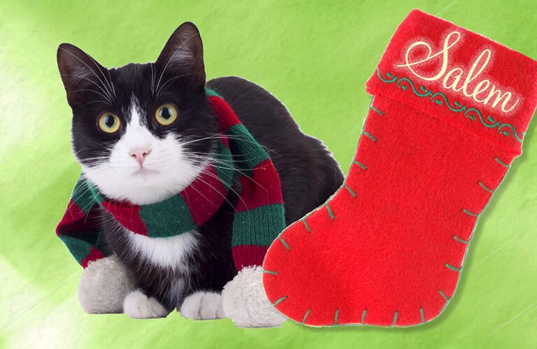 A cute cat next to a Christmas stocking