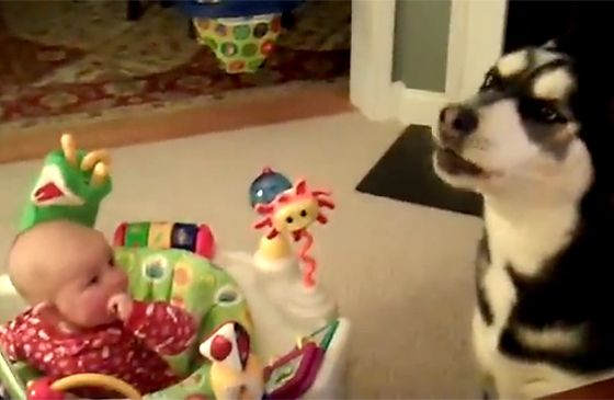 A crying baby and her Siberian Husky pal.