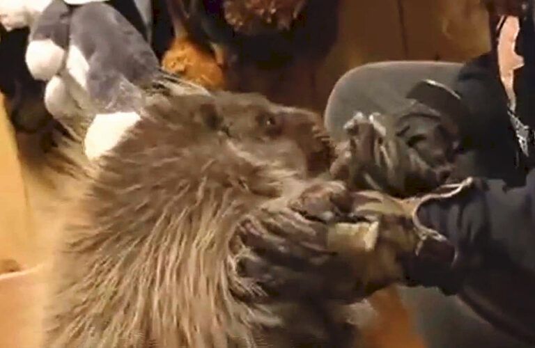 Porcupine plays with handler