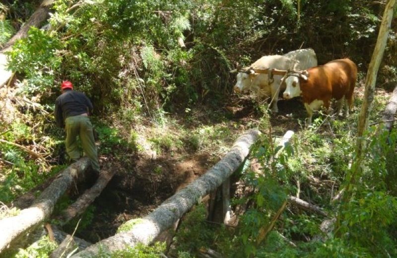 A gaucho leading two oxen in Argentina