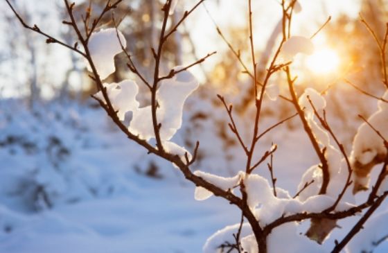 Snow-covered tree branches with the sun shining through.