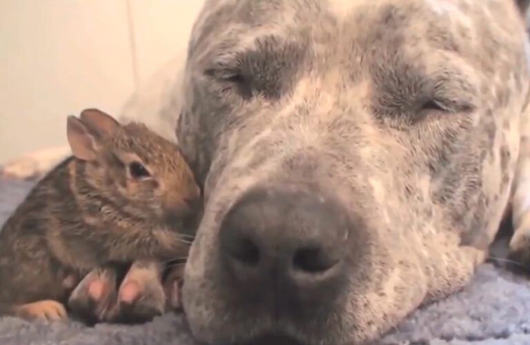 Dog and baby bunny sit next to each other