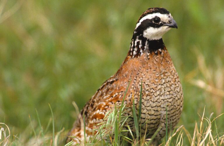 A Bobwhite Quail