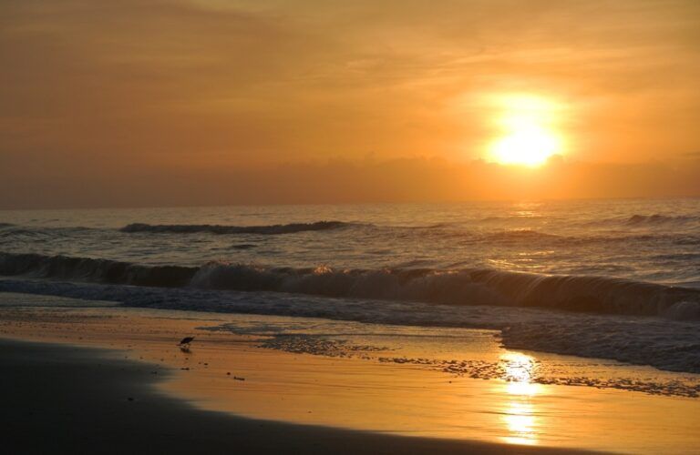 A beautiful sunrise at the beach with a bird in the waves