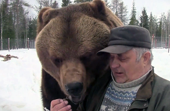 Sulo hand-feeds one of his bears.