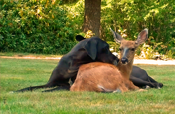 Kate and Pippin cuddle up in the back yard.