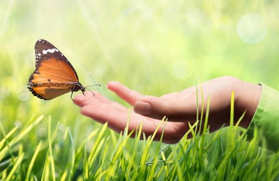 open hand with a butterfly