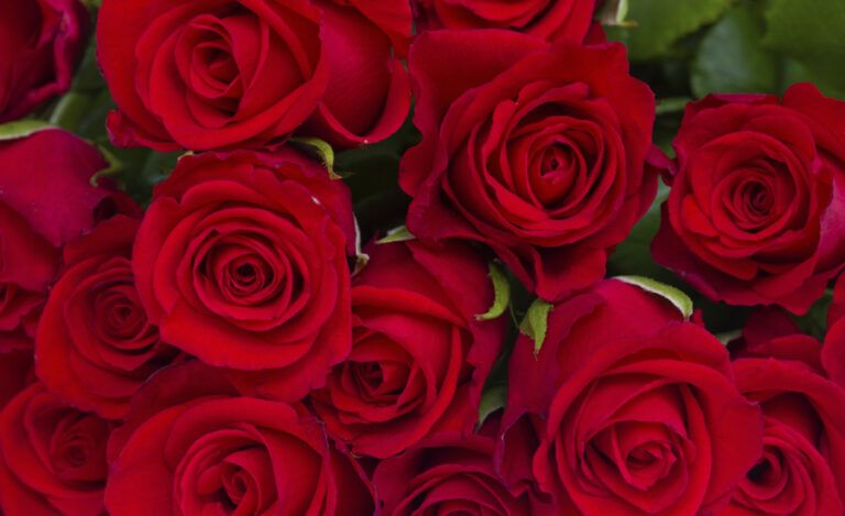 Beautiful bouquet of red roses