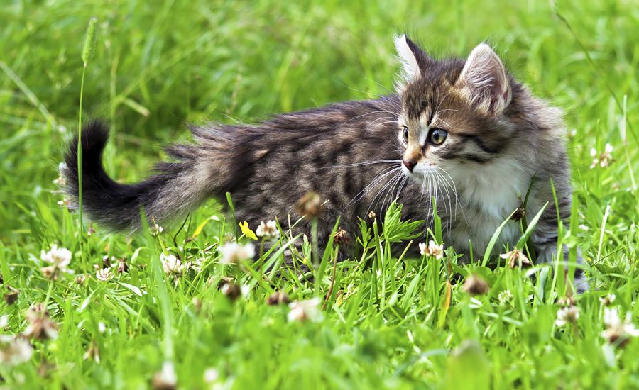 A watchful kitten