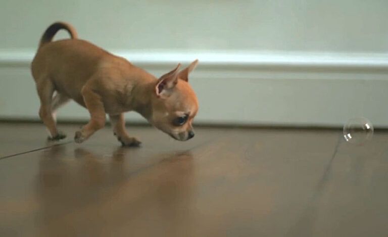 Puppy playing with bubble