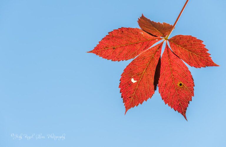 A leaf leads to a conversation about Jesus. Photo by Judy Royal Glenn.