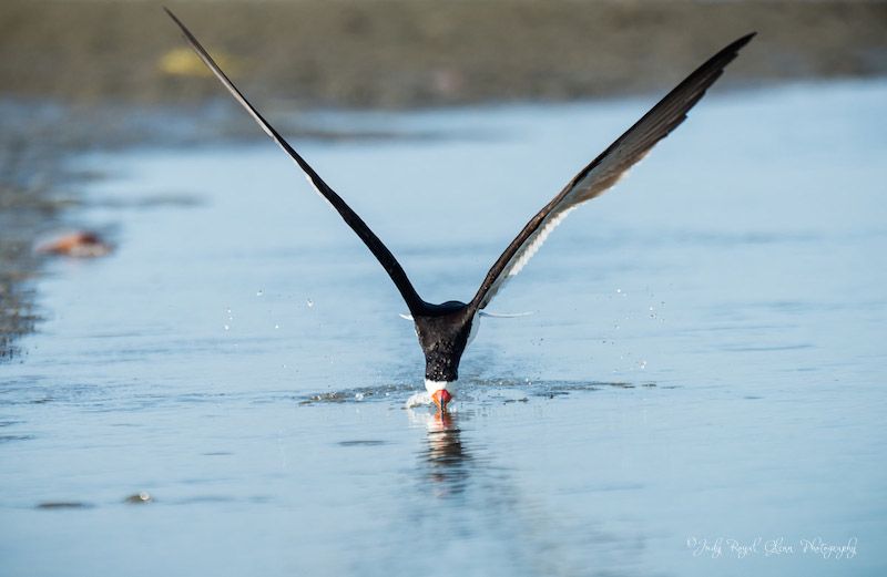 A black skimmer doing what God intended. Photo by Judy Royal Glenn.