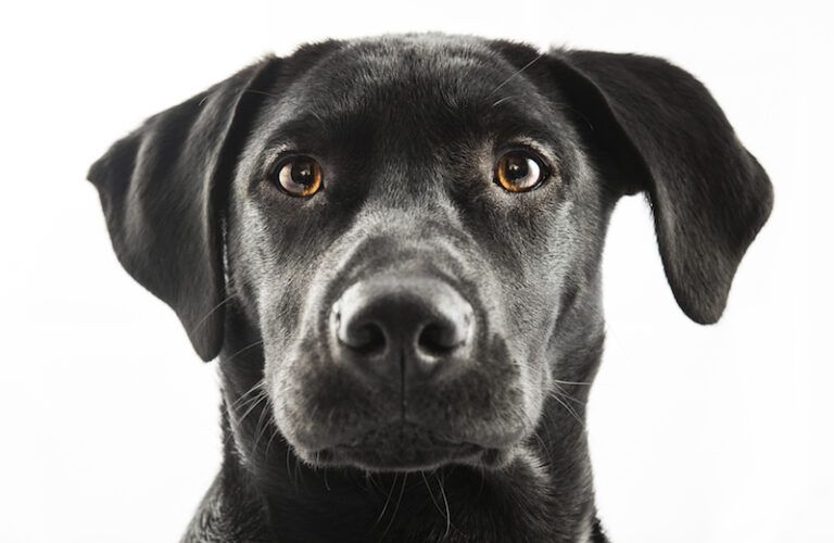 Black labrador. Photo by Maltaguy1, Thinkstock.