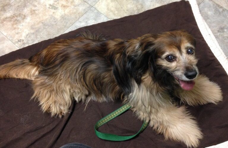 Kelly at the vet. Photo by Peggy Frezon.