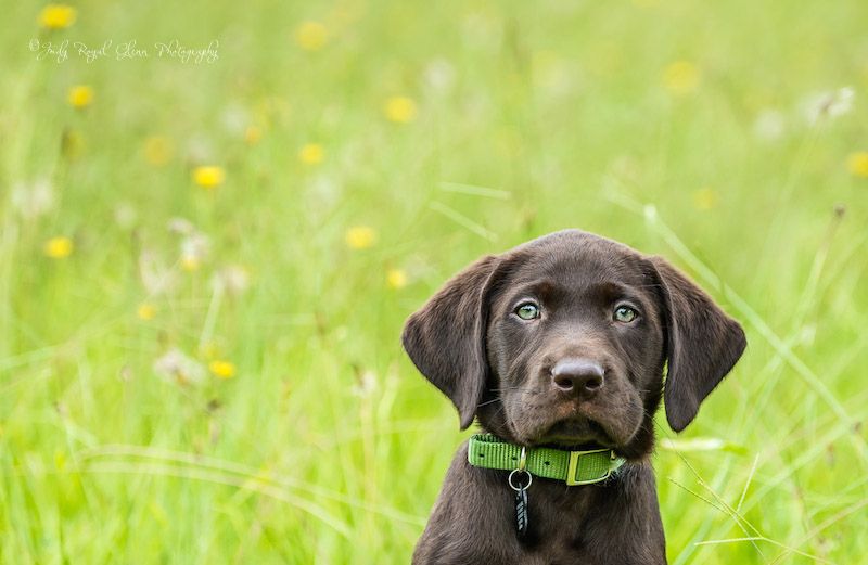 Remi the puppy. Photo by Judy Royal Glenn.