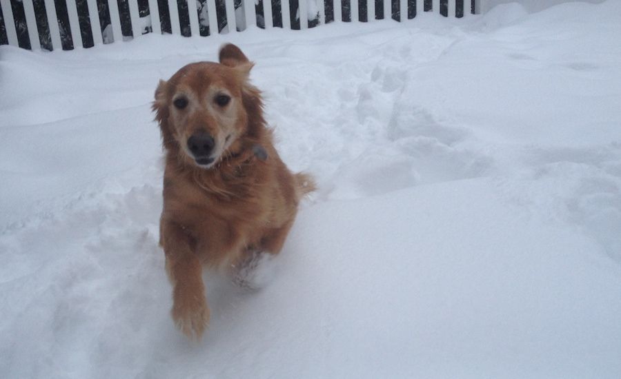 Ike enjoying the snow.