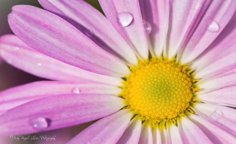 Spring flower.