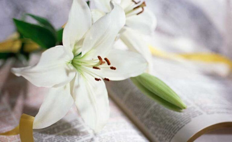 Lily resting on Bible