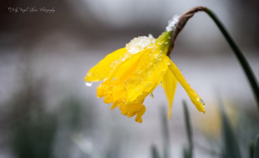 Drooping daffodil in the snow. Photo by Judy Royal Glenn.